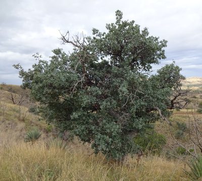 Quercus oblongifolia, photographed by Andrew Tree