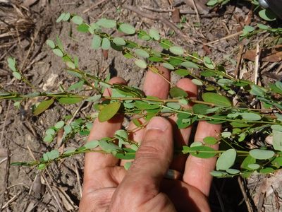 Phyllanthus caroliniensis, photographed by Eric Knight