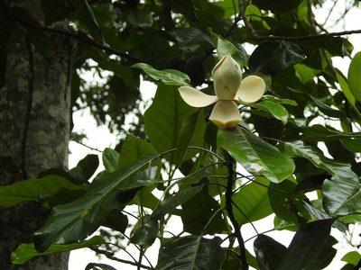 Magnolia perezfarrerae, photographed by Neptalí Ramírez Marcial