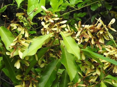 Heteropterys laurifolia, photographed by Neptalí Ramírez Marcial