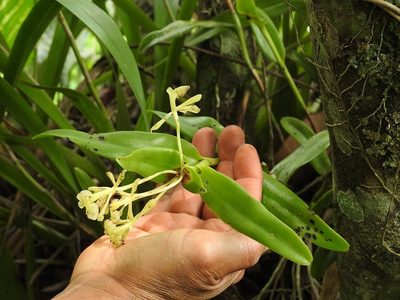 Epidendrum citrosmum, photographed by Neptalí Ramírez Marcial