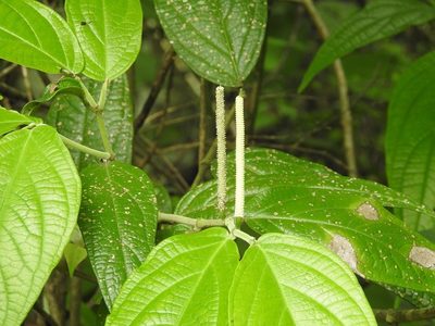 Piper jacquemontianum, photographed by Neptalí Ramírez Marcial