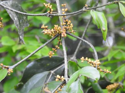 Phoradendron aurantiacum, photographed by Neptalí Ramírez Marcial
