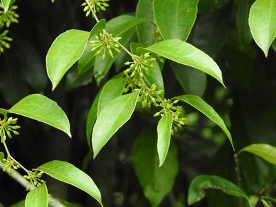 Smilax domingensis, photographed by Neptalí Ramírez Marcial