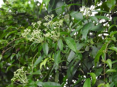 Orthion malpighiifolium, photographed by Neptalí Ramírez Marcial