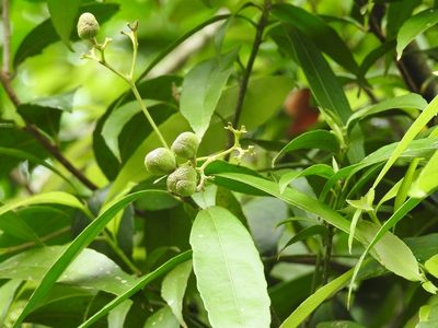 Orthion malpighiifolium, photographed by Neptalí Ramírez Marcial