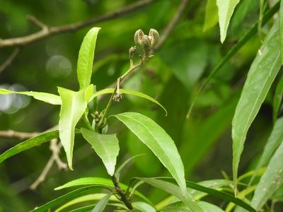 Orthion malpighiifolium, photographed by Neptalí Ramírez Marcial