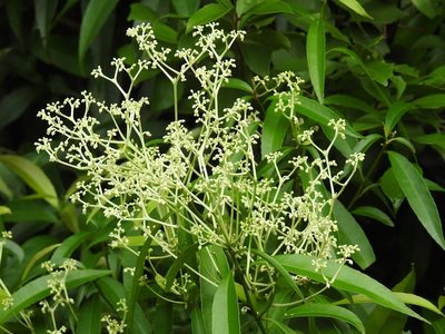 Orthion malpighiifolium, photographed by Neptalí Ramírez Marcial