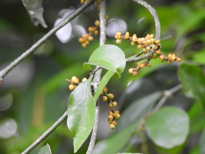 Phoradendron aurantiacum, photographed by Neptalí Ramírez Marcial