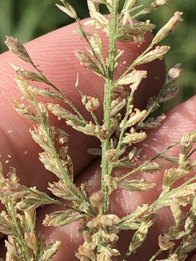 Leptochloa panicoides, photographed by Sam Kieschnick