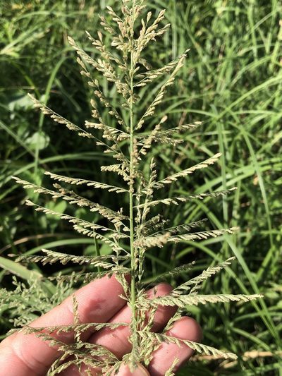 Leptochloa panicoides, photographed by Sam Kieschnick