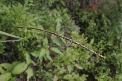 Elymus violaceus, photographed by Quinten Wiegersma