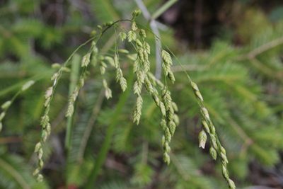 Glyceria canadensis, photographed by Quinten Wiegersma