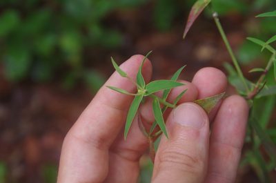 Euphorbia floridana, photographed by Eric Knight