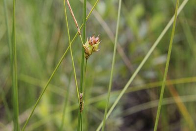 Carex oligosperma, photographed by Quinten Wiegersma