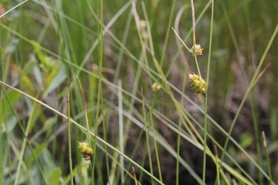 Carex oligosperma, photographed by Quinten Wiegersma