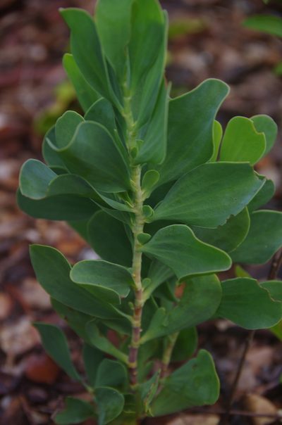 Polygonella macrophylla, photographed by Eric Knight