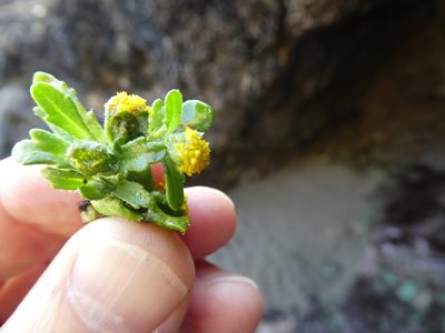 Lasthenia maritima, photographed by Aaron Liston