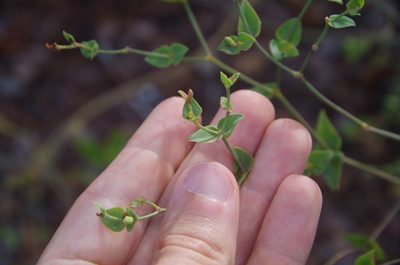 Euphorbia floridana, photographed by Eric Knight