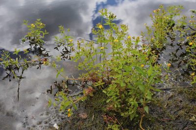 Hypericum boreale, photographed by Quinten Wiegersma