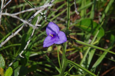 Tradescantia hirsutiflora, photographed by Eric Knight