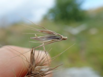 Hordeum brachyantherum, photographed by Randal