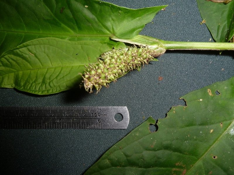 Piper sagittifolium, photographed by Eduardo Chacón Madrigal