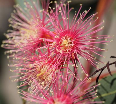 Eucalyptus torquata, photographed by Millie Basden