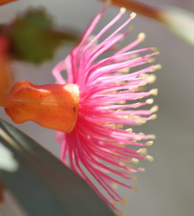 Eucalyptus torquata, photographed by Millie Basden