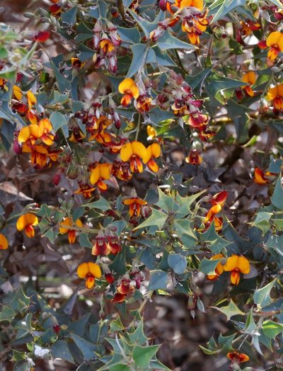 Gastrolobium trilobum, photographed by Margaret Langley