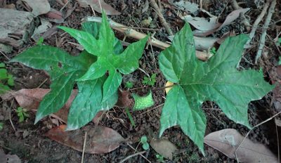 Dorstenia contrajerva, photographed by Mati Aristeguieta P.