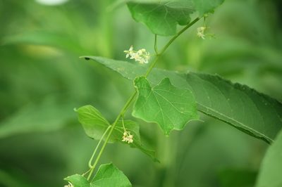 Calycocarpum lyonii, photographed by mayfly1963