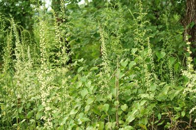 Stenanthium gramineum, photographed by mayfly1963