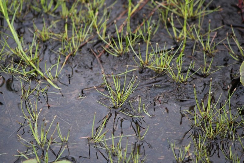 Eleocharis flavescens, photographed by Quinten Wiegersma