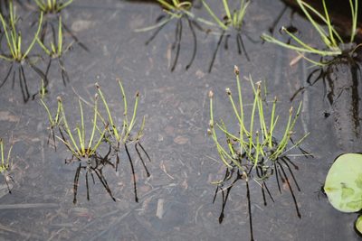 Eleocharis flavescens, photographed by Quinten Wiegersma