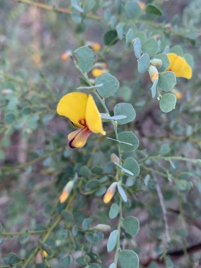 Bossiaea rhombifolia, photographed by Guy Taseski