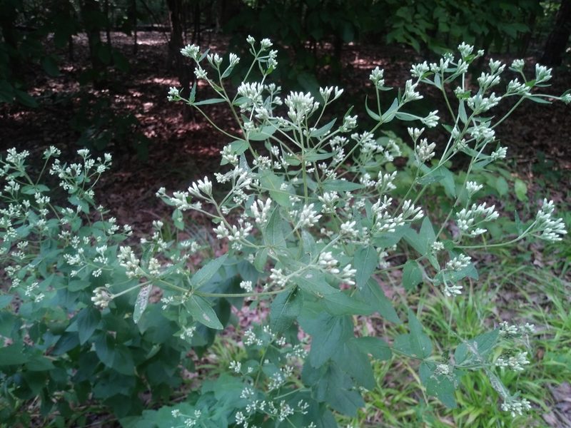 Eupatorium godfreyanum, photographed by C.