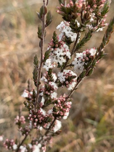Styphelia attenuata, photographed by Guy Taseski