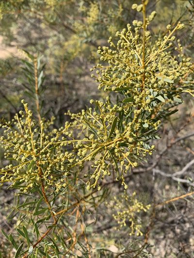 Acacia decora, photographed by Guy Taseski
