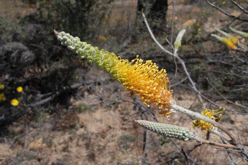 Grevillea excelsior, photographed by Margaret Langley
