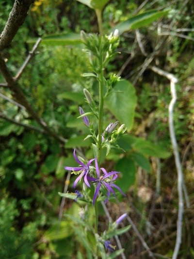 Asyneuma canescens, photographed by Valerii Darmostuk