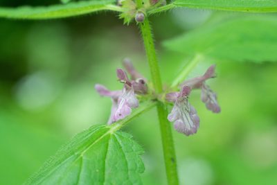 Stachys mexicana, photographed by Jesse Rorabaugh