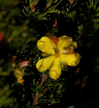 Hibbertia glaucophylla, photographed by Margaret Langley