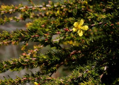 Hibbertia glaucophylla, photographed by Margaret Langley