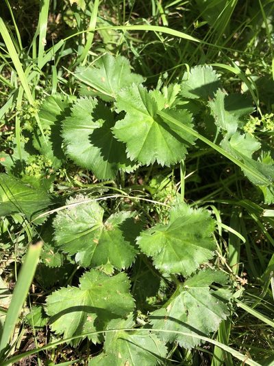 Alchemilla semilunaris, photographed by Vladimir