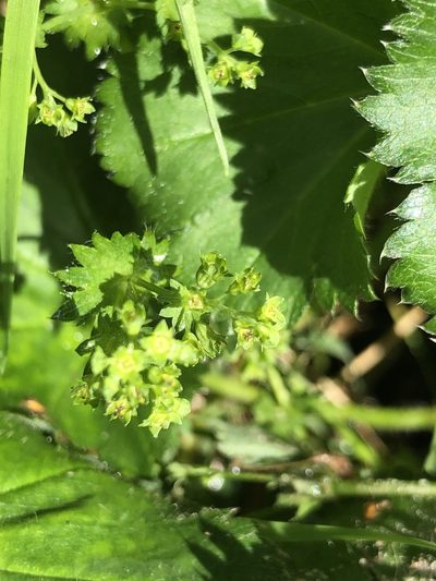 Alchemilla semilunaris, photographed by Vladimir