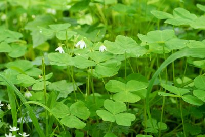 Oxalis trilliifolia, photographed by Jesse Rorabaugh