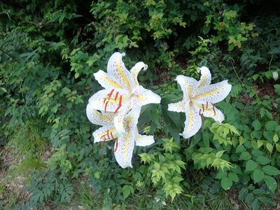 Lilium auratum, photographed by Yoshihiro Tokue