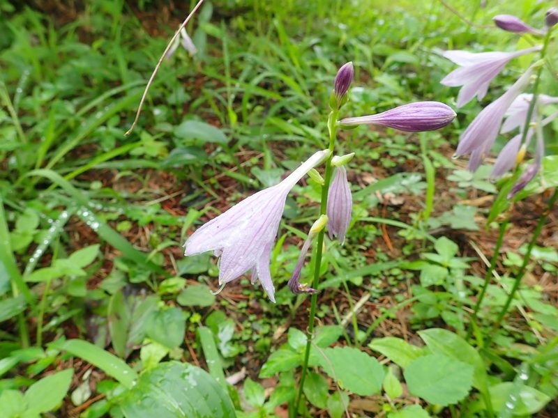 Hosta sieboldii, photographed by Yoshihiro Tokue
