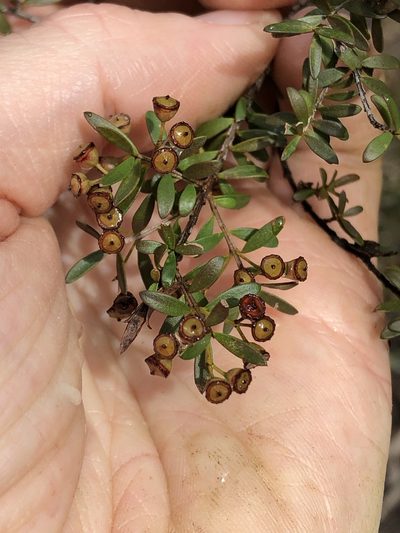 Sannantha collina, photographed by Greg Tasney